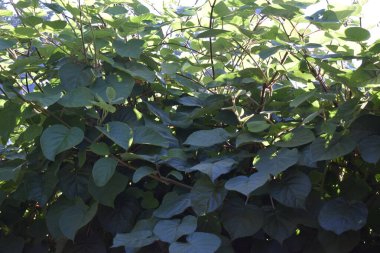 Lush Kiwi Leaves in Summer