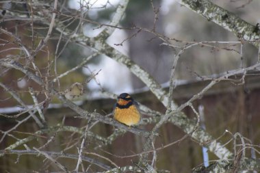 Çeşit çeşit ardıç kuşu, kahverengi arka plan ve kar ile ağaç dallarında oturur.