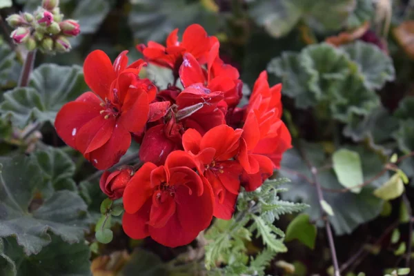 Bellissimo Fiore Rosso Begonia Con Foglie Verdi Fiori — Foto Stock