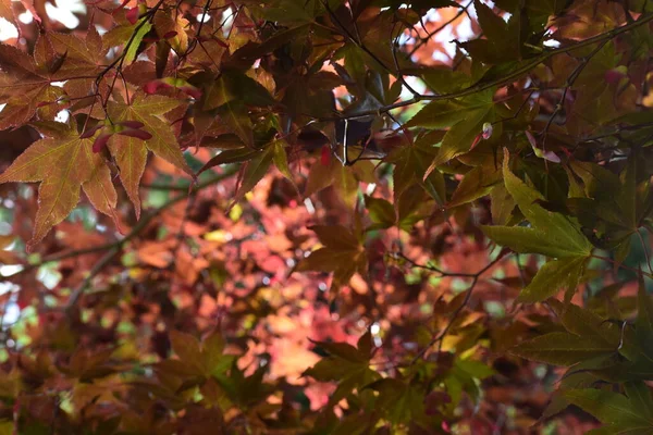Крупный План Вид Задний План Красных Листьев Японского Кленового Дерева — стоковое фото