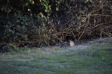 Tavşan böğürtlen çalılarının altında dinleniyor.