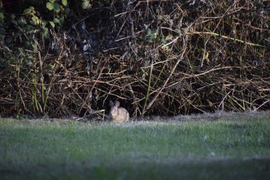 Tavşan doğrudan kameraya bakıyor.