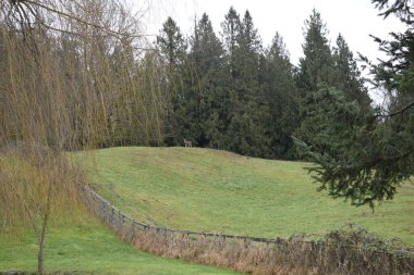 Geyik bir ağacın tepesinde ve çitle kaplı bir çiftlikte duruyor.