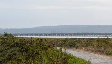 Martı okyanus üzerinde tren köprüsünün üzerinde uçar çakıl yolu kenarında Mud Bay, British Columbia, Kanada 'da tansy ile kaplıdır.