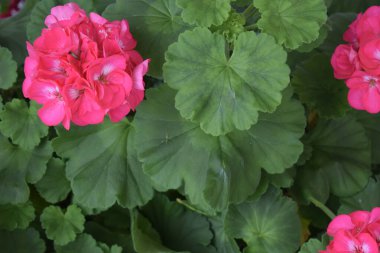 Yeşil begonya yapraklarına karşı güzel pembe begonyaların yakın çekimi