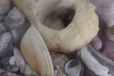 Çizgili ve benekli deniz kabukları camın arkasında farklı boyutlarda, şekillerde ve renklerde.