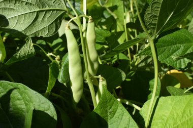 Yaz bahçesinde yeşil fasulye ve yapraklar