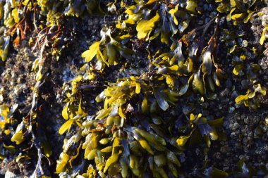 Sahildeki yosun kaplı kayaya yakın çekim
