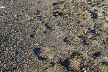 Kumsalda yosun ve kumu kapatın.