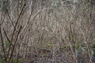 Kamu parkındaki çamurlu bataklık bölgesinde bir grup dal ve dal.