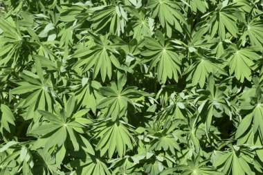 Baharda yeşil lupin yaprakları