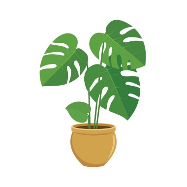 Houseplant monstera deliciosa icon vector. Green indoor flower in a pot icon vector isolated on a white background. Fresh green monstera in a flower pot drawing