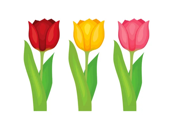 Τρεις Πολύχρωμες Τουλίπες Λουλούδια Διάνυσμα Σύνολο Κόκκινο Κίτρινο Και Ροζ — Διανυσματικό Αρχείο