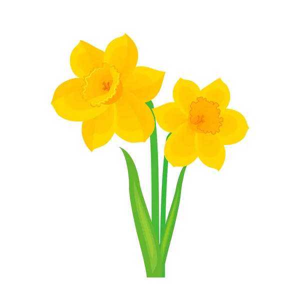Krásný Kvetoucí Jarní Žlutý Narcisový Vektor Květu Ilustrace Žluté Čerstvé — Stockový vektor