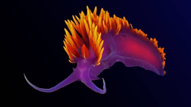 İspanyol şalı derin tropikal okyanus Catalina Adası, ABD 'de görüldü.