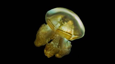 Golden jellyfish Lake on Eil Malk island in Palau in the western Pacific Ocean.