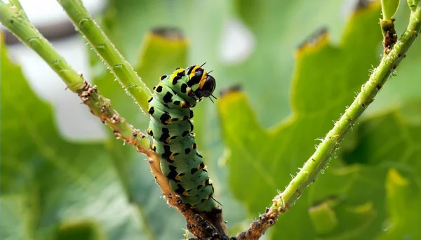 Green Caterpillar Hungry Leaf Tree Branch — Stock Photo, Image