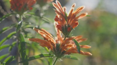 Yumuşak, bulanık bir arka planı olan yeşil yapraklarla çevrili canlı bir turuncu çiçeğin yakın görüntüsü..