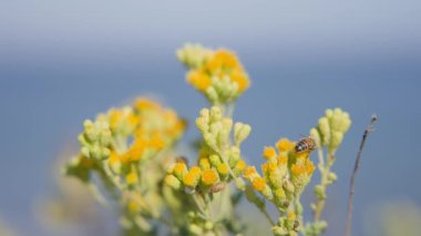Sarı çiçeklere yakın bir arı, arkasında mavi gökyüzü, doğanın ve vahşi yaşamın güzelliğini yakalıyor.