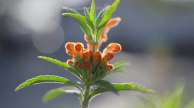 Yumuşak, bulanık bir arka planı olan yeşil yapraklarla çevrili canlı bir turuncu çiçeğin yakın görüntüsü..
