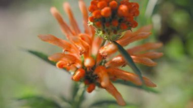 Yumuşak, bulanık bir arka planı olan yeşil yapraklarla çevrili canlı bir turuncu çiçeğin yakın görüntüsü..