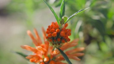 Yumuşak, bulanık bir arka planı olan yeşil yapraklarla çevrili canlı bir turuncu çiçeğin yakın görüntüsü..