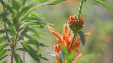 Yumuşak, bulanık bir arka planı olan yeşil yapraklarla çevrili canlı bir turuncu çiçeğin yakın görüntüsü..