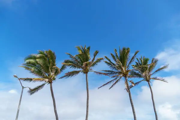 stock image Palm trees standing in a line under a clear blue sky, creating a serene and tropical landscape perfect for relaxation and enjoying the natural beauty of the outdoors