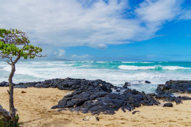 Görüntü, plajın ön tarafındaki bir ağacın sakin bir sahnesini resmediyor. Arka planda engin bir okyanus, sakin bir doğal manzara yaratıyor.
