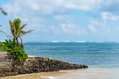 Önünde bir palmiye ağacı olan sakin bir tropikal plaj sahnesi ve açık mavi gökyüzünün altında engin bir okyanus.