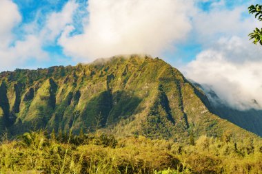 Arka planda, bir dağ mavi bir gökyüzünün altında ağaçlarla ve bulutlarla kaplı, çimenli tepeler ve çeşitli bitkilerle pitoresk bir doğal manzara oluşturuyor.