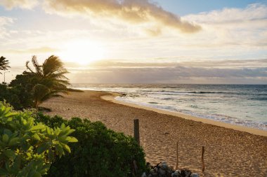 Yüzeyde ve gökyüzünde palmiye ağaçlarının olduğu güzel, doğal bir sahile sahip bir manzara.