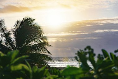 Bir palmiye ağacı, okyanusun üzerinde gün batımının arka planına sahip bir siluet olarak görülür ve güzel bir doğal manzara yaratır.