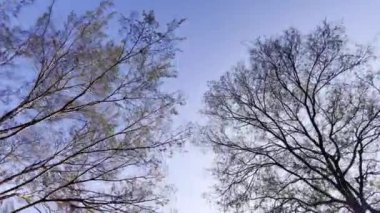 Karmaşık ağaç dalları tarafından çerçevelenmiş sakin bir gökyüzü, huzuru ve güzelliği çağrıştırıyor..