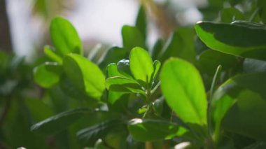 Canlı yeşil yaprakların yakın çekim görüntüsü, yumuşak ışıktaki doğanın inanılmaz güzelliğini güzel bir şekilde gösteriyor.