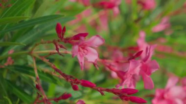 Parlak pembe çiçeklerin canlı ve çarpıcı görüntüsü yemyeşil bir yeşillik zeminine karşı güzel bir zıtlık oluşturuyor.