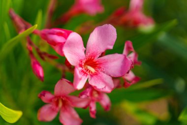 Canlı pembe zakkum çiçekleri etraflarındaki narin ve nefes kesici güzelliklerini sergiliyorlar.