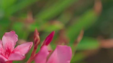 Göz alıcı pembe zakkum çiçeklerinin yemyeşil yapraklara karşı güzelce yerleştirildiği yakın plan bir manzara.