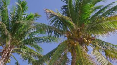 Hindistan cevizleriyle süslenmiş canlı palmiye ağaçları, tropik ve yaz temaları için ideal.