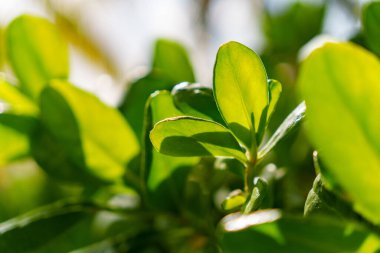 Bu görüntü, verimli yeşil yapraklarla karakterize edilmiş canlı bir bitkinin detaylı detaylarını gösteren yakın plan görüntüsünü içeriyor.