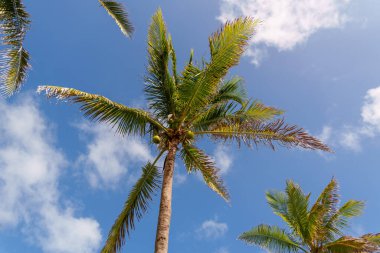 Uzun, canlı palmiye ağaçları zarif bir şekilde etrafa dağılmış, kabarık bulutlarla dolu açık mavi bir gökyüzüne doğru uzanıyor.