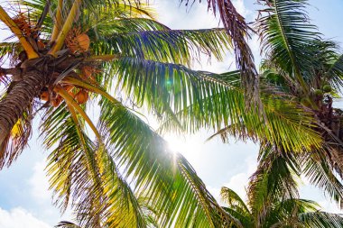 Canlı ve yemyeşil palmiye ağaçları, berrak ve güzel mavi gökyüzünün arka planına karşı ılık güneş ışığında güneşlenirler.