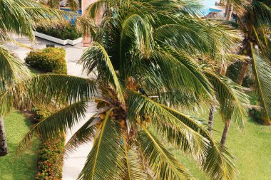 Titrek palmiye ağaçları güzel bir tropikal tatil köyünde sallanıyor. Seyahat ve doğa temaları için ideal.