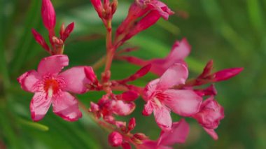Sersemletici pembe Nerium Oleander çiçekleri her yerde yemyeşil yapraklarla güzel bir tezat oluşturuyor.