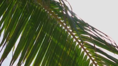 Canlı bir palmiye yaprağı, büyüleyici, berrak bir arka plana karşı sıcak güneş ışığında güneşleniyor.