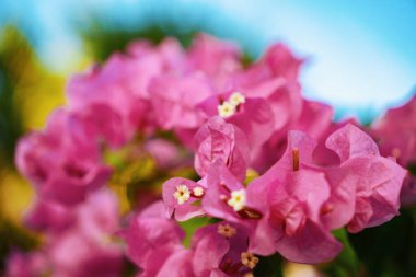 Pembe bougainvillea çiçeklerini öne çıkaran göz kamaştırıcı bir yakın plan görüntüsü.