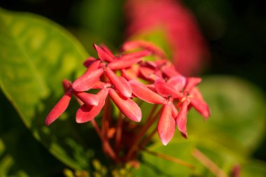 Yakından bakıldığında, yemyeşil yapraklara karşı sergilenen enfes bir pembe çiçek demeti sergilenir.