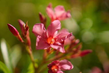 Canlı pembe zakkum çiçeklerinin göz kamaştırıcı yakın görüntüsü yumuşak yeşil bir arka plana güzelce yerleştirilmiş.