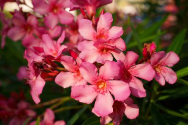 Canlı pembe zakkum çiçeklerinin çarpıcı yakın plan görüntüsü sanatın zarifliğini gözler önüne seriyor.