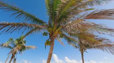 Nefes kesici manzara, plajdaki parlak mavi gökyüzünün altında zarif bir şekilde sallanan palmiye ağaçlarını sergiliyor.